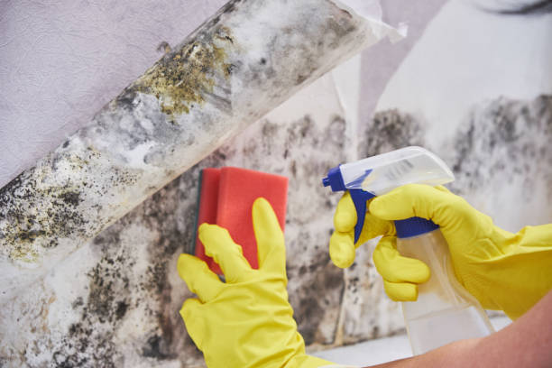 Best Biohazard Mold Removal in Black Creek, WI